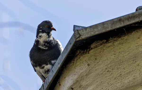 Kentsel ortamda bir bina ya da tel üzerinde bir güvercin — Stok fotoğraf