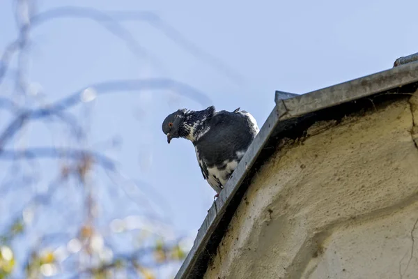 Kentsel ortamda bir bina ya da tel üzerinde bir güvercin — Stok fotoğraf