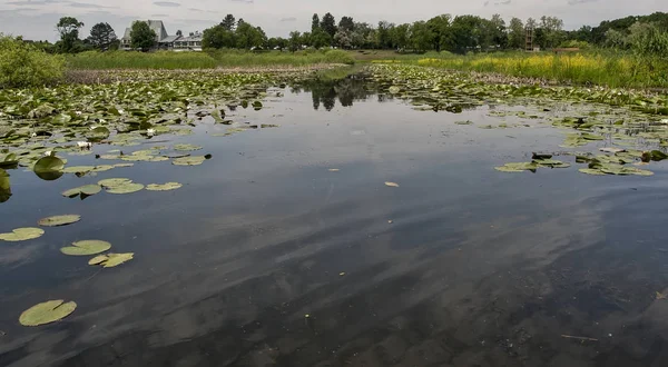 Las flores de los lirios de agua en el lago —  Fotos de Stock