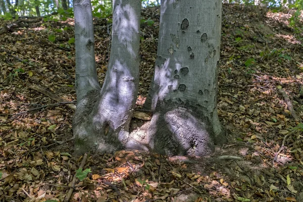 Kayın ormanında sonbahar günü