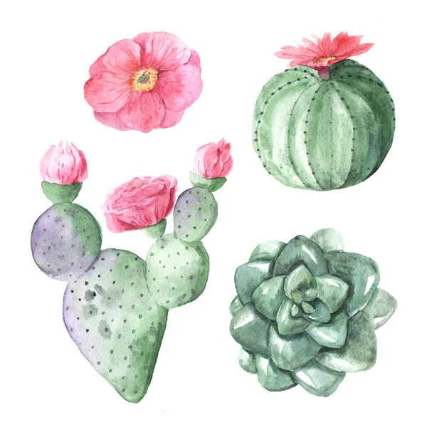 Akvarell handmålade exotiska kaktusar — Stockfoto