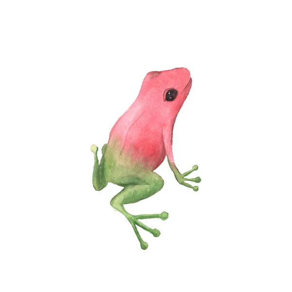 Acuarela pintada a mano rana tropical — Foto de Stock