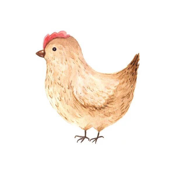 Watercolor hand painted farm chicken — Stock Photo, Image