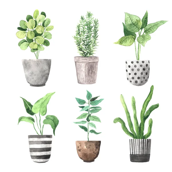 Watercolor  house green plants in flower pots — 스톡 사진