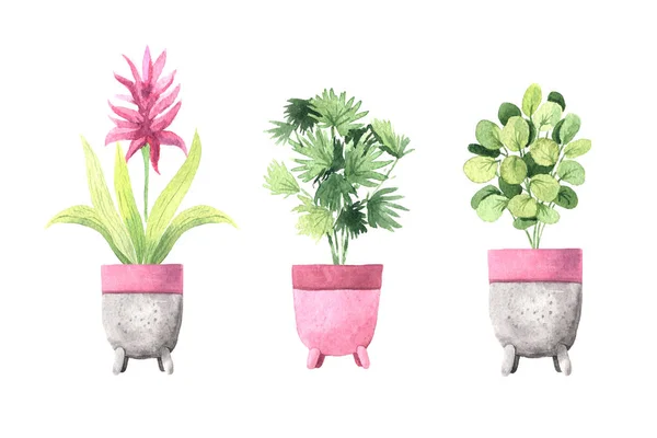Acquerello dipinto a mano casa piante verdi in vasi di fiori — Foto Stock