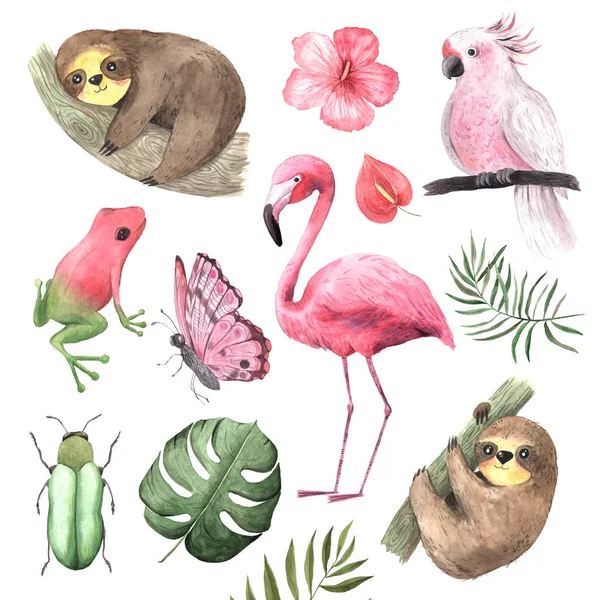 Bir dizi suluboya tropikal hayvan ve kuş — Stok fotoğraf