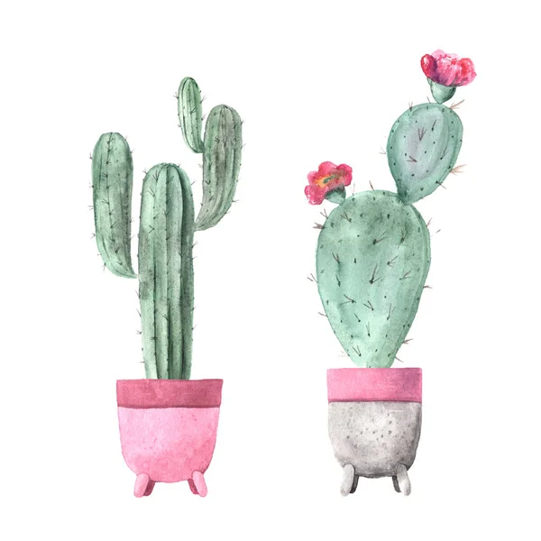 Watercolor hand painted exotic green cactus — 스톡 사진