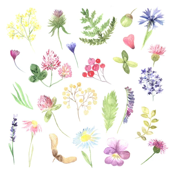 Acuarela pintada a mano flores silvestres, plantas de campo —  Fotos de Stock