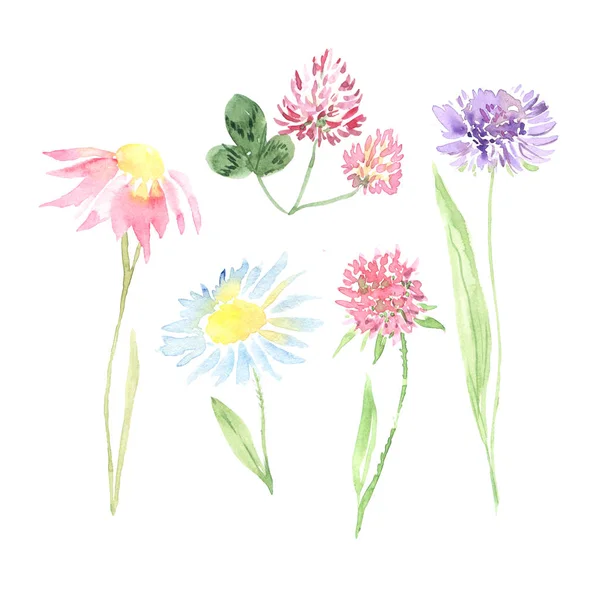 Akwarela ręcznie malowane kwiaty, rośliny polowe — Zdjęcie stockowe