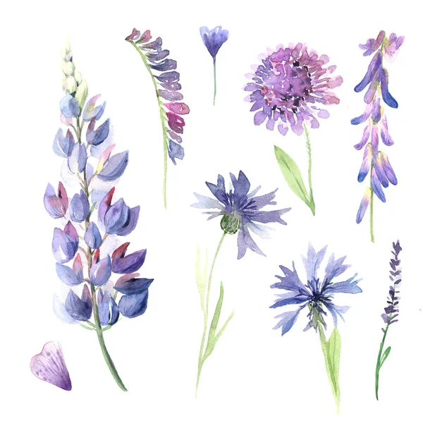 Акварель ручна пофарбована в дикі квіти, польові рослини — стокове фото