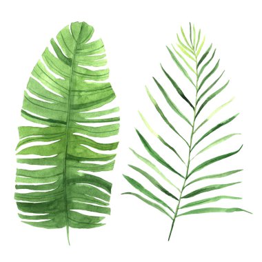 Suluboya yeşil tropikal yaprakları seti