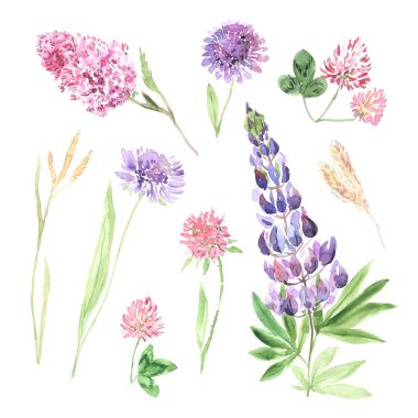 Suluboya el boyalı kır çiçekleri, tarla bitkileri