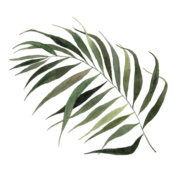 Aquarelle feuille de palmier tropical vert — Photo