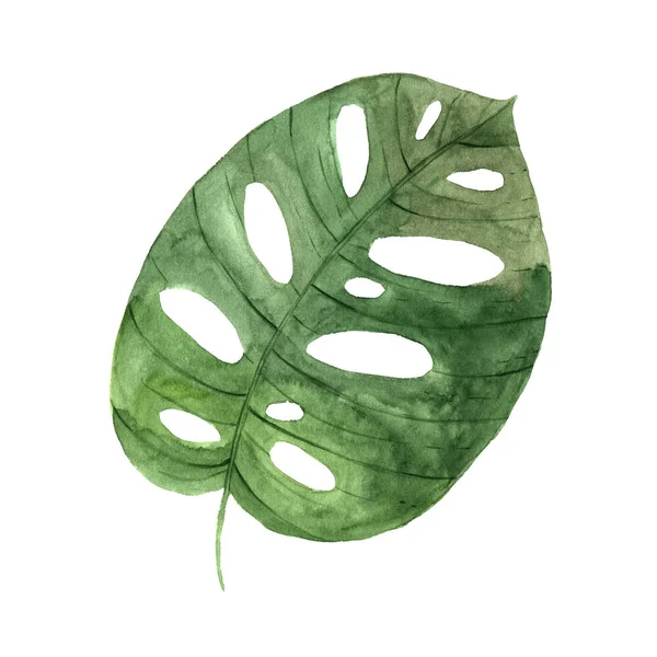 Акварельный зелёный тропический лист пальмы — стоковое фото