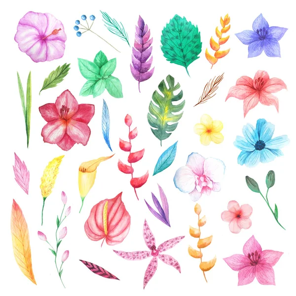 Watercolor tropical flowers, leaves and plants