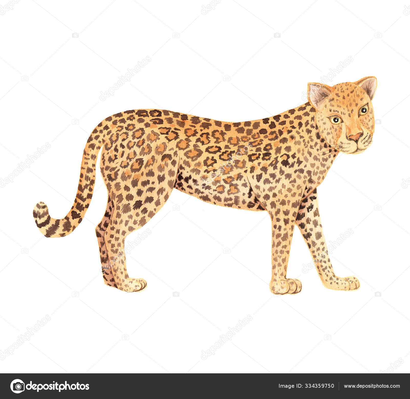 Cartoon watercolor cheetah Stock Photos, Royalty Free Cartoon watercolor  cheetah Images | Depositphotos