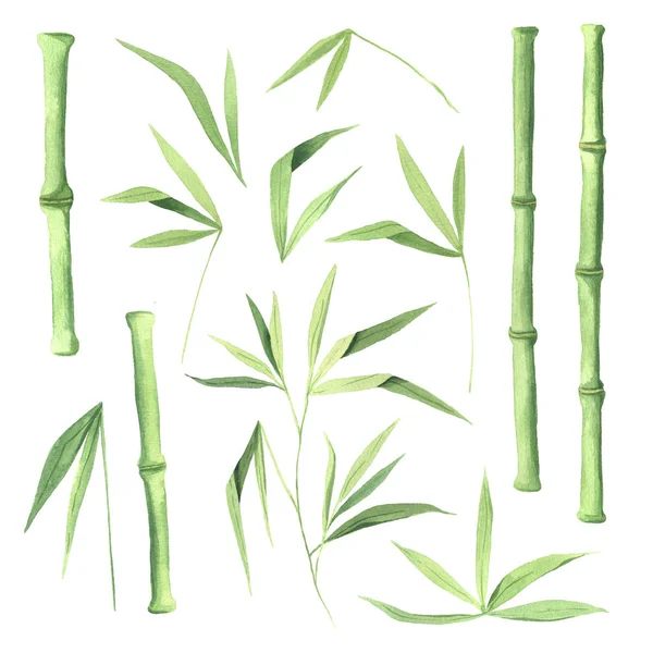 Conjunto de plantas de bambu verde aquarela — Fotografia de Stock