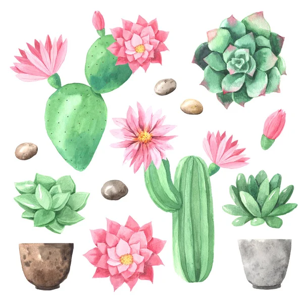 Akvarell handmålad exotisk kaktus — Stockfoto