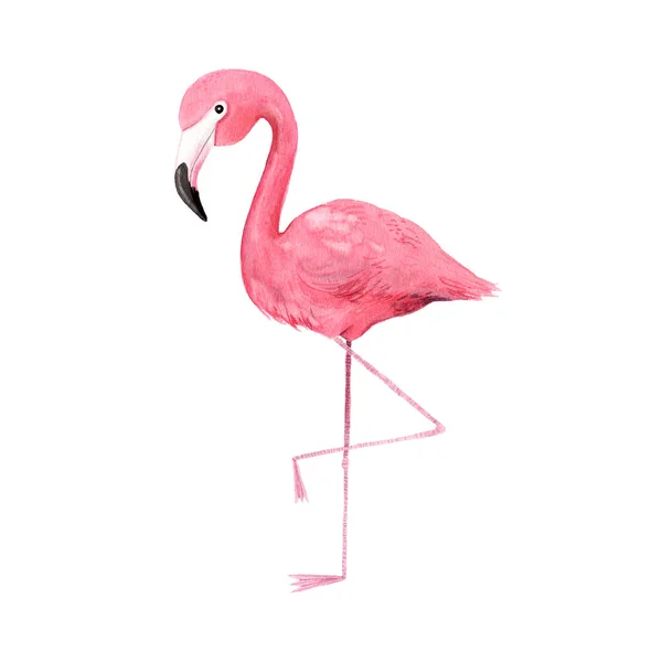 Aquarell tropisch rosa Flamingo Vogel — Stockfoto