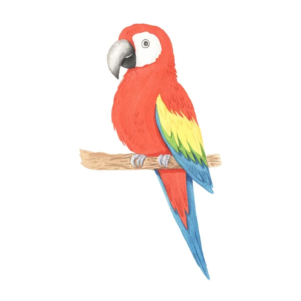 Watercolor tropical parrot clipart — Stockfoto