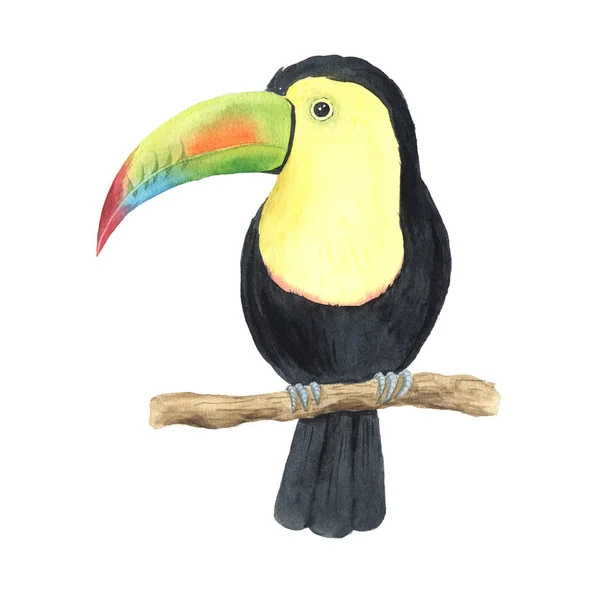 Watercolor colorful tropical toucan — Stockfoto