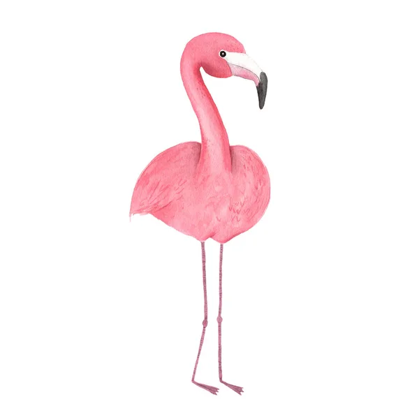 Watercolor tropical pink flamingo bird 로열티 프리 스톡 이미지