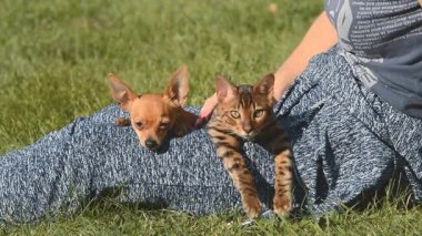 Lustige Kleine Hund Gewaschen Wie Eine Katze Stockvideo