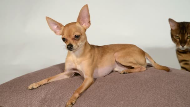 Chien Et Chat Sur Un Coussin Sur Un Fond Blanc