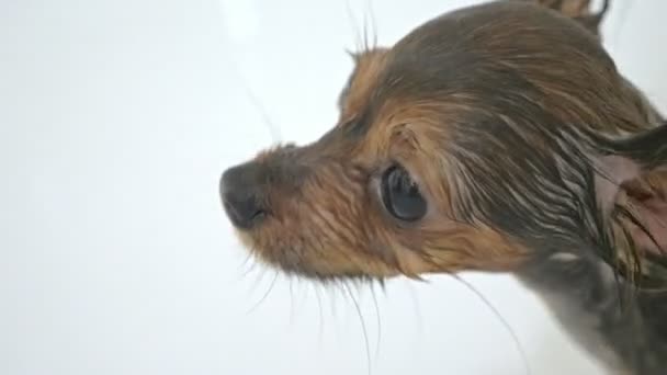 That Terrier Is Washed In A Bath The Bulk Is Large And White