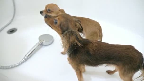 That Terrier Is Washed In A Bath The Bulk Is Large And White