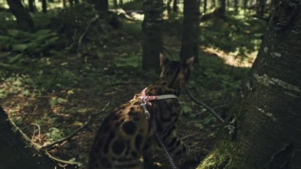 Jedna kočka v městském parku. Bengálský divoké kočky chodí po lese v límci. Asijská kočka nebo bažina nebo Reeda. Kočka domestikovaná.