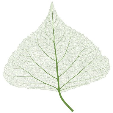 Kaburga ile izole yaprak