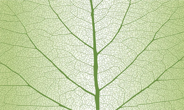 갈비뼈와 잎 — 스톡 벡터