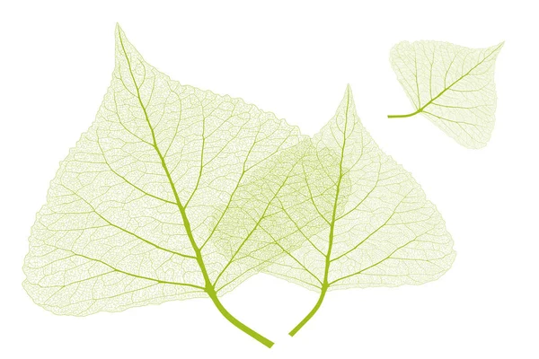 Изолированные листья с ребрами — стоковый вектор