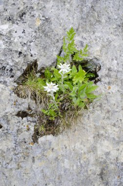 Edelweiss, çiçekler, dağlar