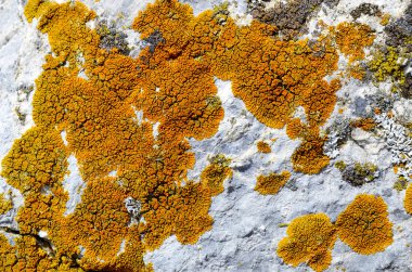 Kaya üzerindeki Lichens