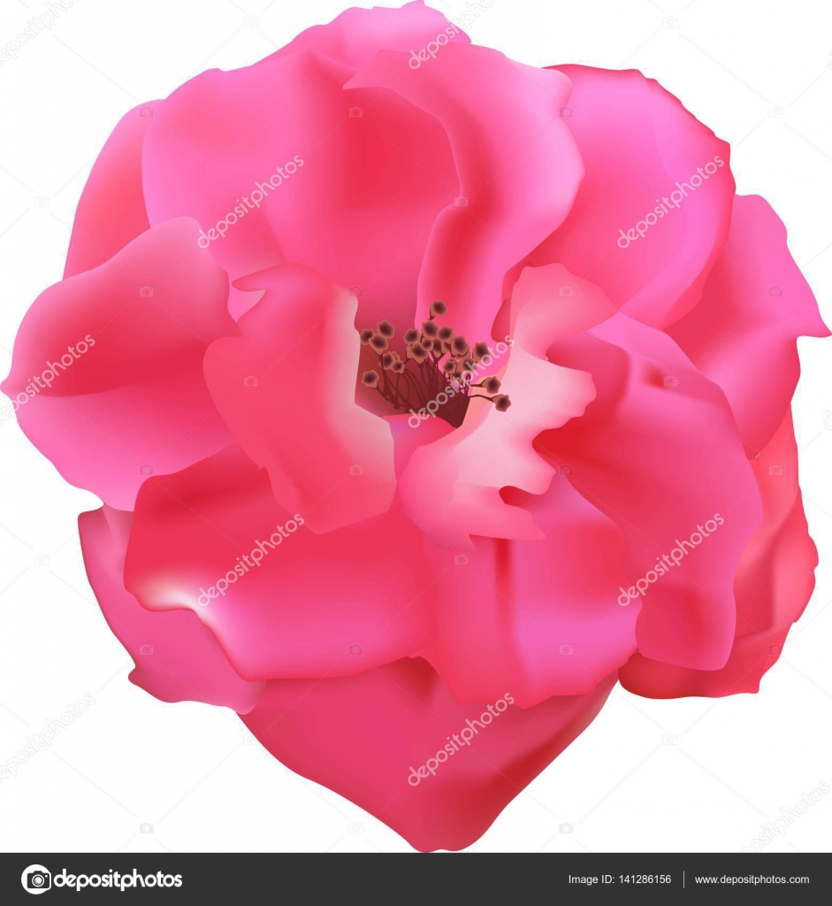 ピンクのバラ 美しい花 ベクトル イラスト 生きている植物は 花びらが咲き 香り芽に白い背景に分離されました ストックベクター C Sss07