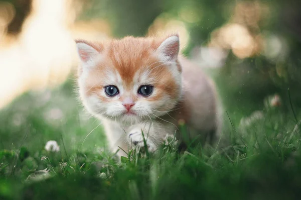草の中にふわふわの子猫が ロイヤリティフリーのストック画像