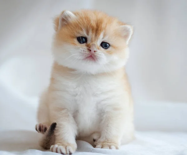 Beyaz Arka Planda Tüylü Bir Kedi Yavrusu — Stok fotoğraf