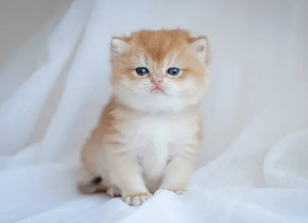 青い目をした赤い子猫 — ストック写真