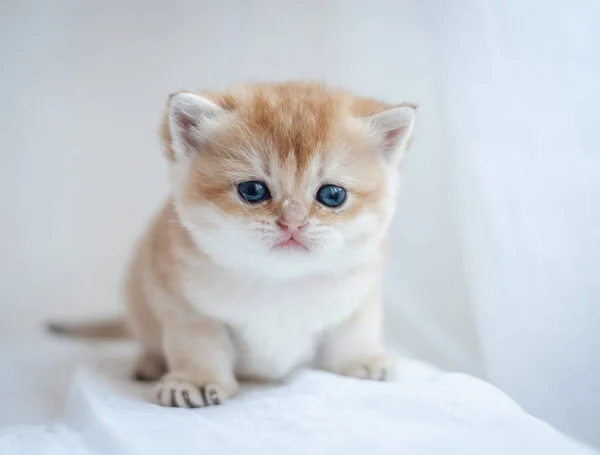 Pequeno Gatinho Fofo Fundo Branco — Fotografia de Stock