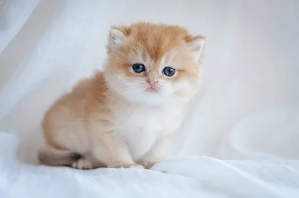 Pequeño Gatito Esponjoso Sobre Fondo Blanco — Foto de Stock