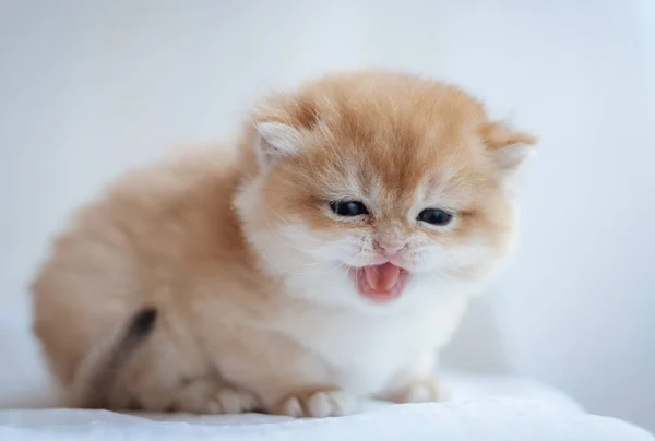 Little Ginger Kitten Crying — Stock Photo, Image