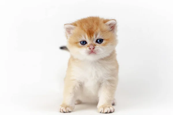 Kitten Een Witte Achtergrond — Stockfoto