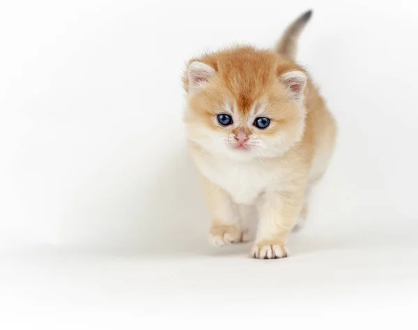 Kitten Een Witte Achtergrond — Stockfoto