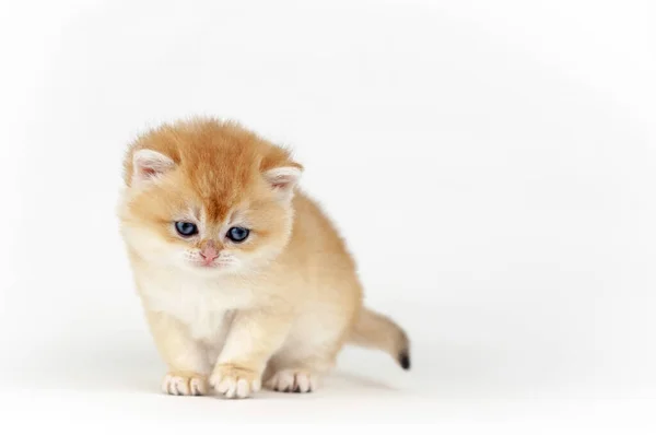 Kitten Een Witte Achtergrond — Stockfoto