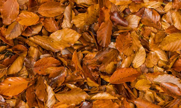 Folhas molhadas de outono — Fotografia de Stock