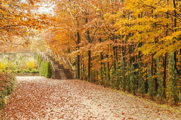 Herbst im Park. — Stockfoto