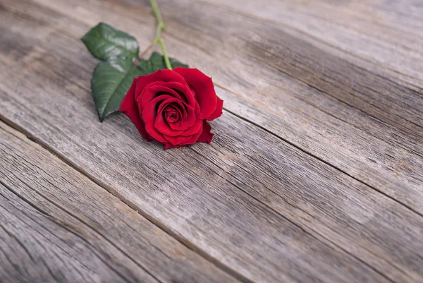 Rosa rossa su assi di legno . — Foto Stock