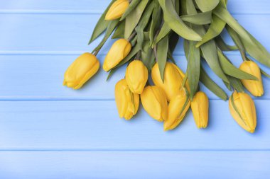 Mavi kurullarında Sarı laleler.